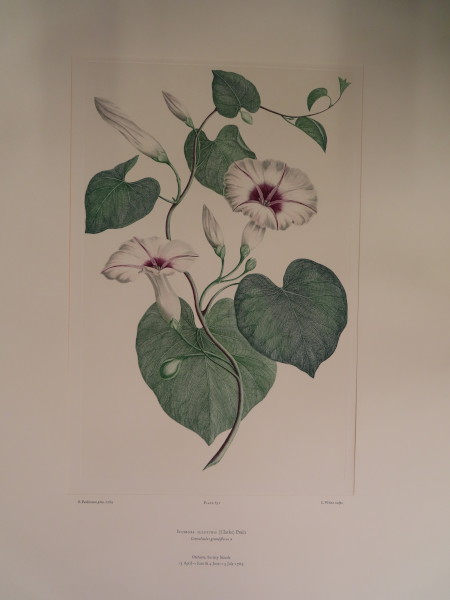 image FDA-E.2916_30_6-2016