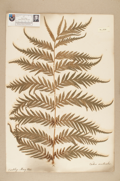 NHM_HH_41.118-2010 image NHM_HH_41.118-2010