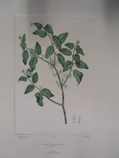 FDA-E.2916_18_13-2016-A image FDA-E.2916_18_13-2016-A
