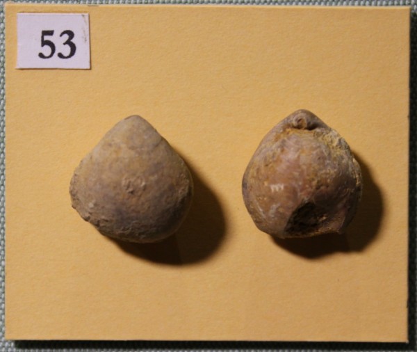image NHM.514-2017