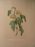 image FDA-E.2916_28_8-2016-A