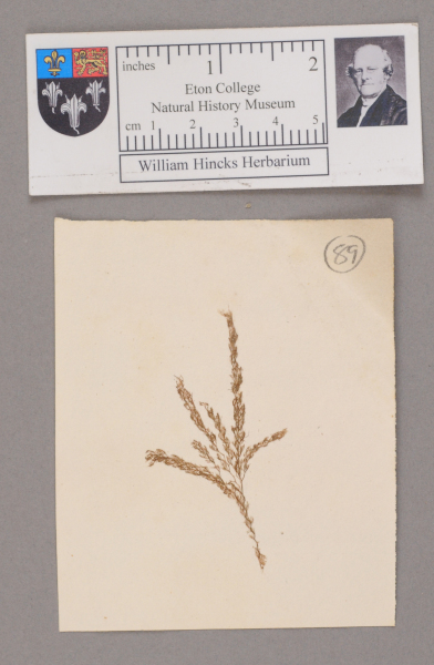 image NHM_HH_1.89-2010