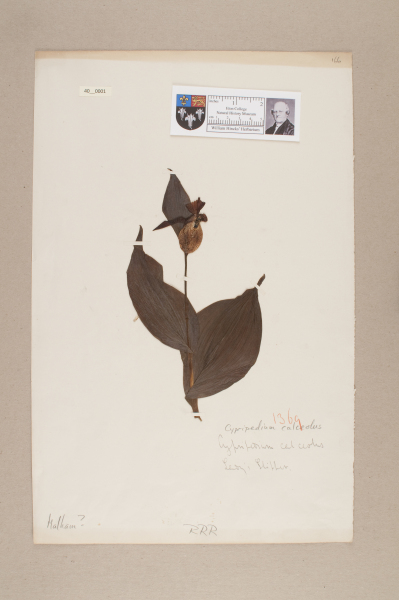 NHM_HH_40.1-2010 image NHM_HH_40.1-2010