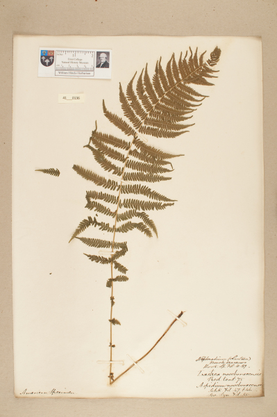 NHM_HH_41.136-2010 image NHM_HH_41.136-2010