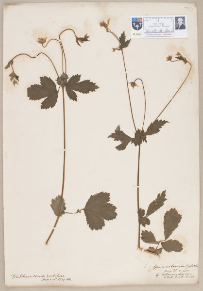 image NHM_HH_13.67-2010
