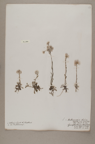 NHM_HH_28.84-2010 image NHM_HH_28.84-2010