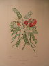 image FDA-E.2916_28_17-2016