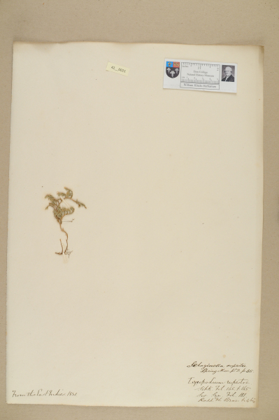 image NHM_HH_42.21-2010