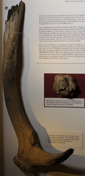 image NHM.274-2016