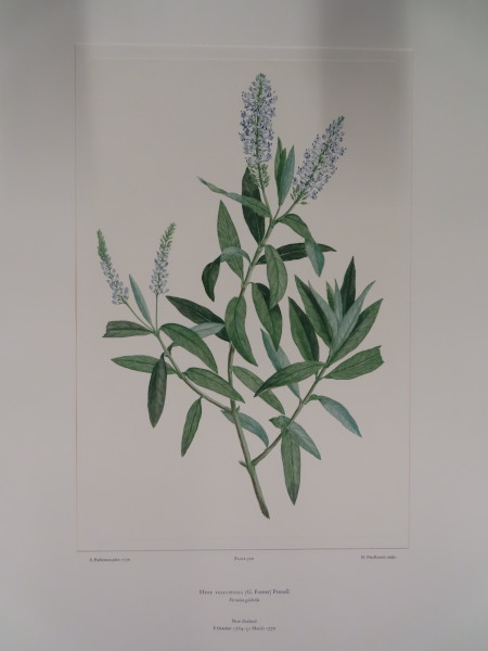 FDA-E.2916_25_8-2016 image FDA-E.2916_25_8-2016