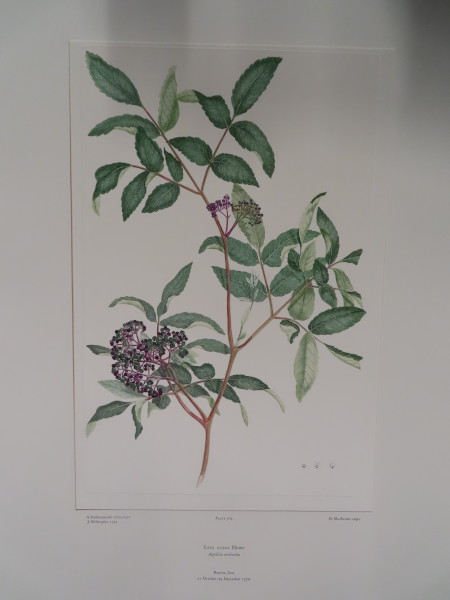 FDA-E.2916_17_7-2016-A image FDA-E.2916_17_7-2016-A