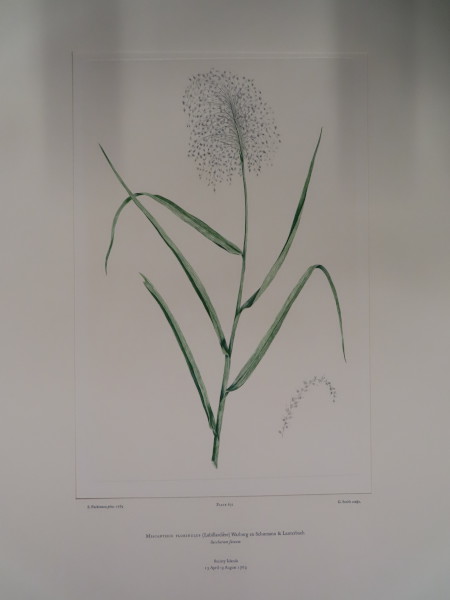 image FDA-E.2916_31_25-2016