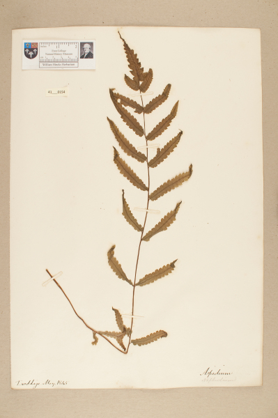NHM_HH_41.154-2010 image NHM_HH_41.154-2010
