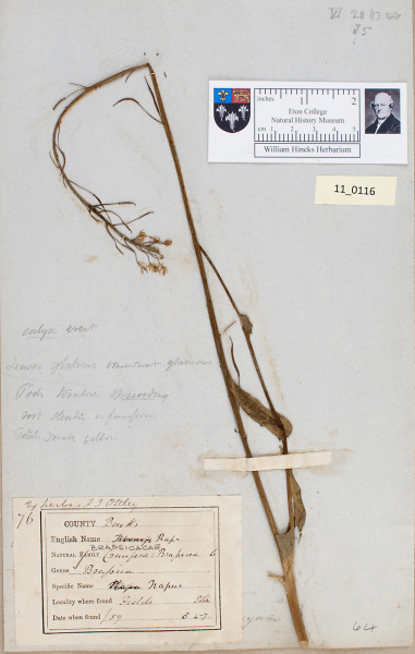 NHM_HH_11.116-2010 image NHM_HH_11.116-2010