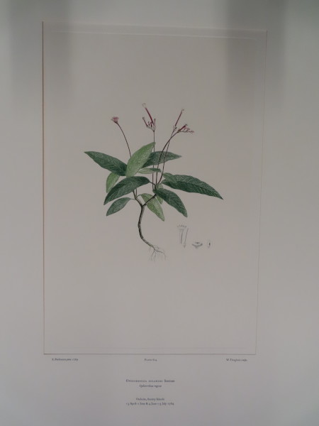 image FDA-E.2916_29_11-2016-A