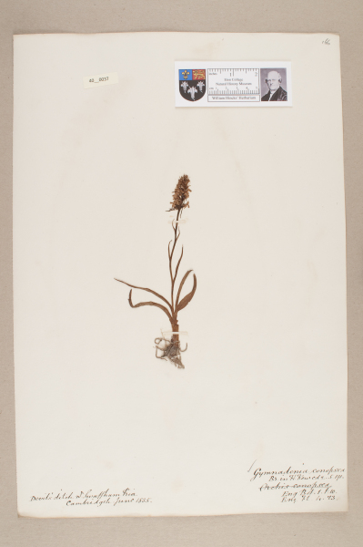 image NHM_HH_40.37-2010