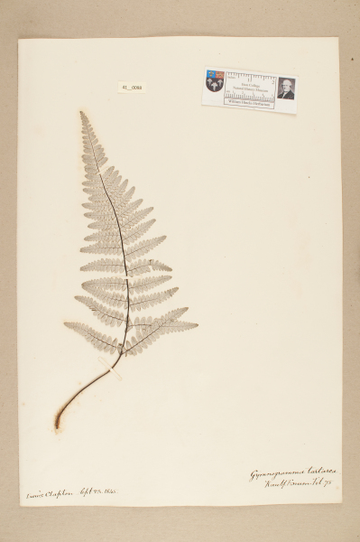 NHM_HH_41.98-2010 image NHM_HH_41.98-2010