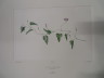 image FDA-E.2916_19_9-2016
