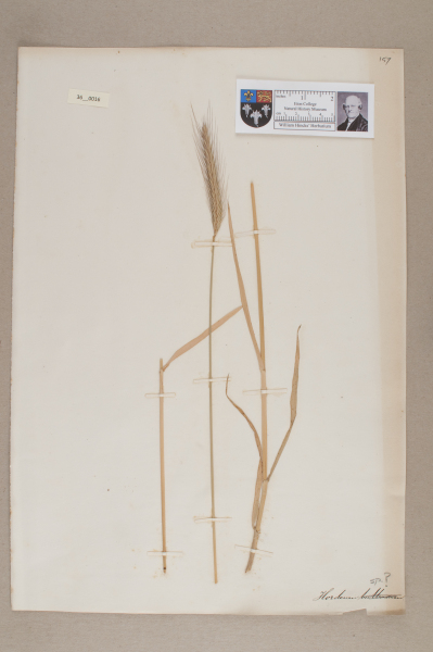 image NHM_HH_36.16-2010