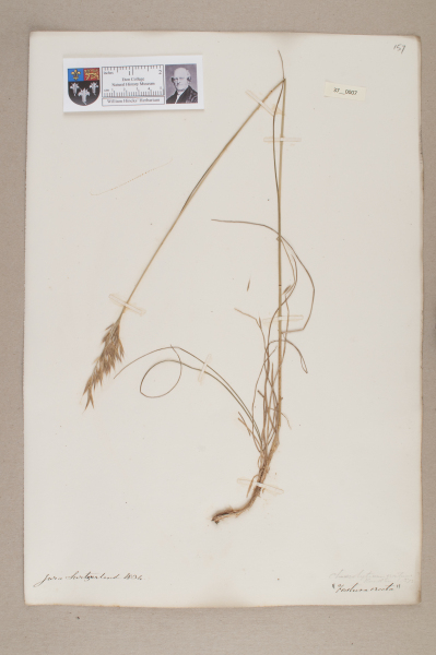image NHM_HH_37.7-2010