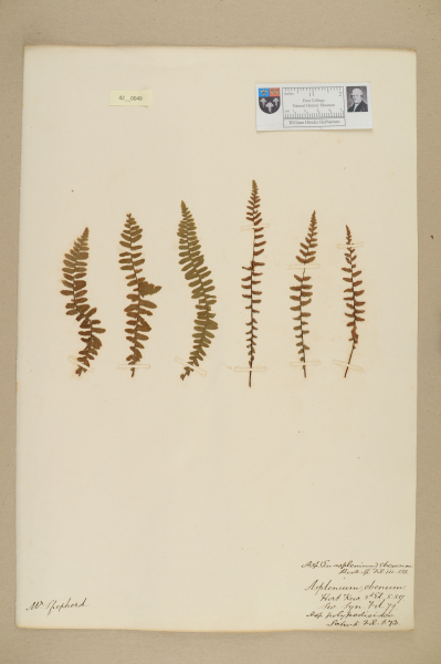 NHM_HH_42.49-2010 image NHM_HH_42.49-2010