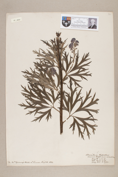 image NHM_HH_7.19-2010