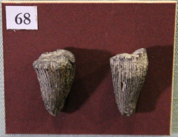 image NHM.529-2017