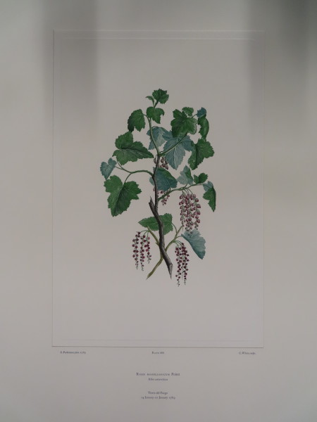 FDA-E.2916_32_16-2016 image FDA-E.2916_32_16-2016