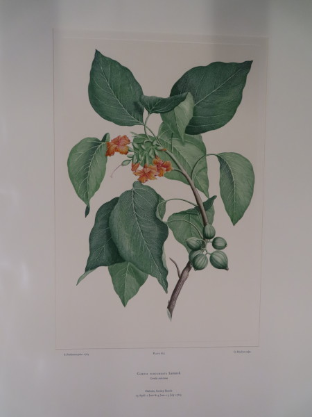 image FDA-E.2916_29_20-2016