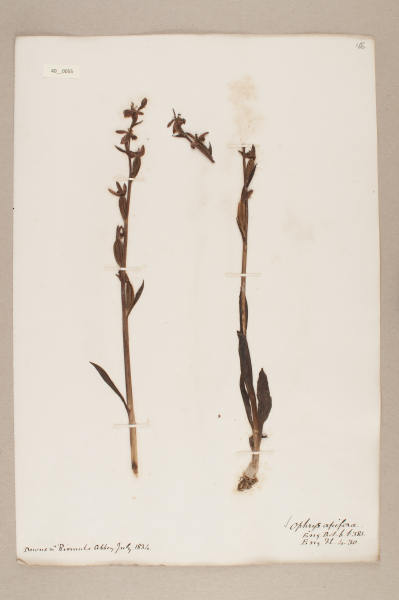 image NHM_HH_40.55-2010