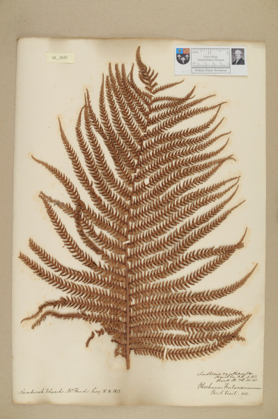 image NHM_HH_42.115-2010
