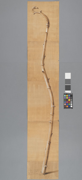 image ECL-Bm.14_23-2013