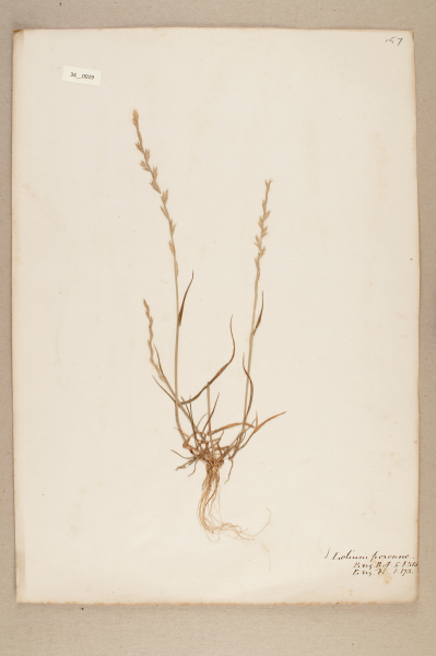 image NHM_HH_34.19-2010
