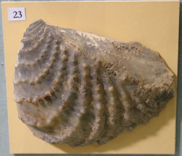 image NHM.484-2017