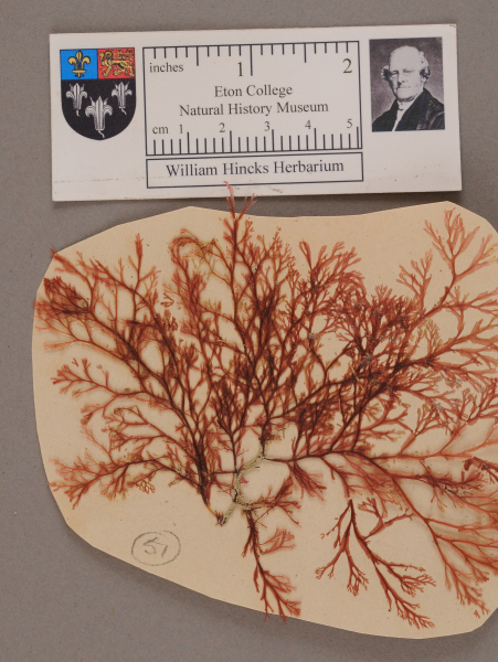 NHM_HH_1.51-2010 image NHM_HH_1.51-2010