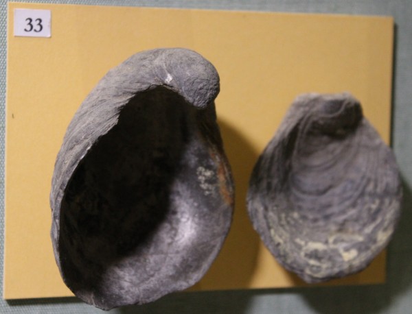 image NHM.494-2017