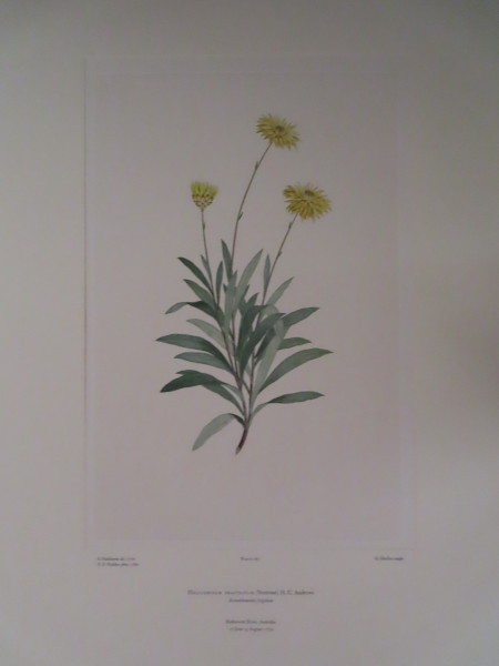 image FDA-E.2916_8_13-2016-A