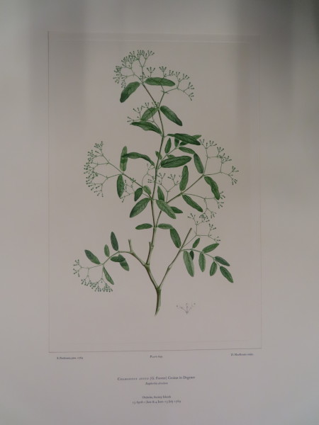 image FDA-E.2916_30_24-2016-A