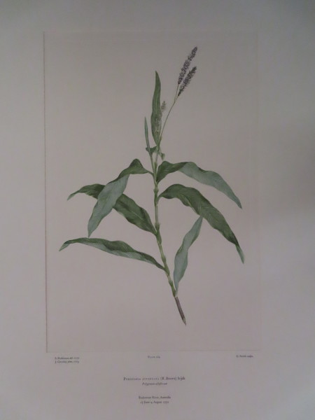 image FDA-E.2916_12_20-2016-A