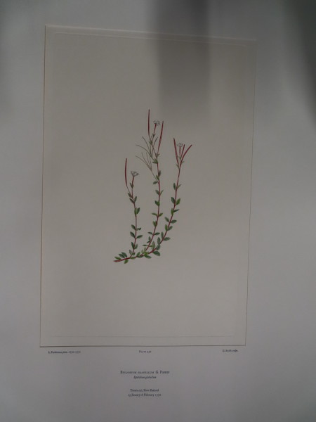 FDA-E.2916_22_7-2016-A image FDA-E.2916_22_7-2016-A