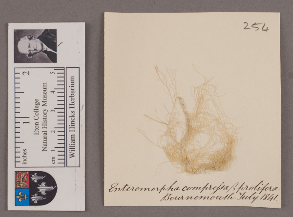 NHM_HH_1.254-2010 image NHM_HH_1.254-2010