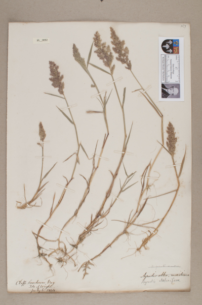 image NHM_HH_35.52-2010