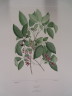 image FDA-E.2916_25_13-2016-A