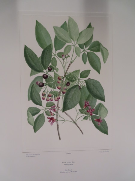 image FDA-E.2916_25_13-2016-A