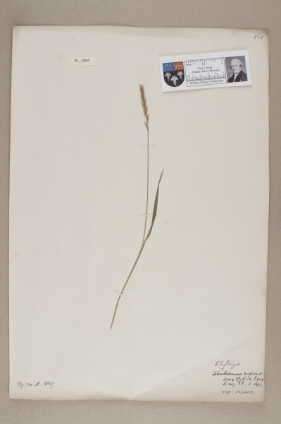 image NHM_HH_36.7-2010