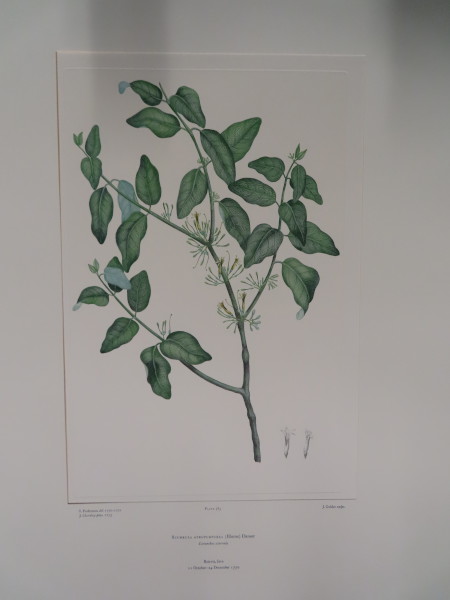 image FDA-E.2916_18_13-2016