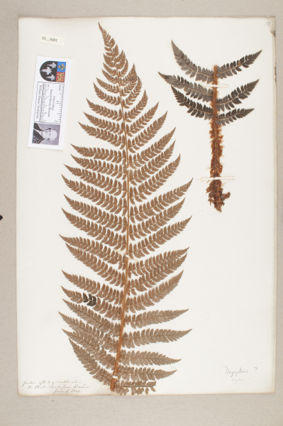image NHM_HH_5.81-2010