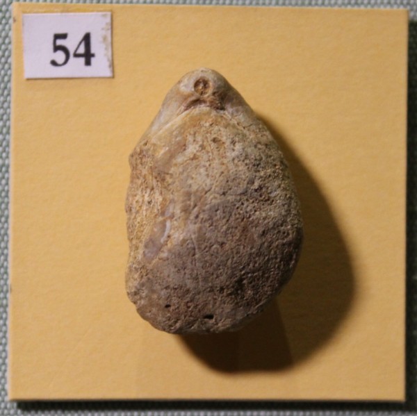 image NHM.515-2017