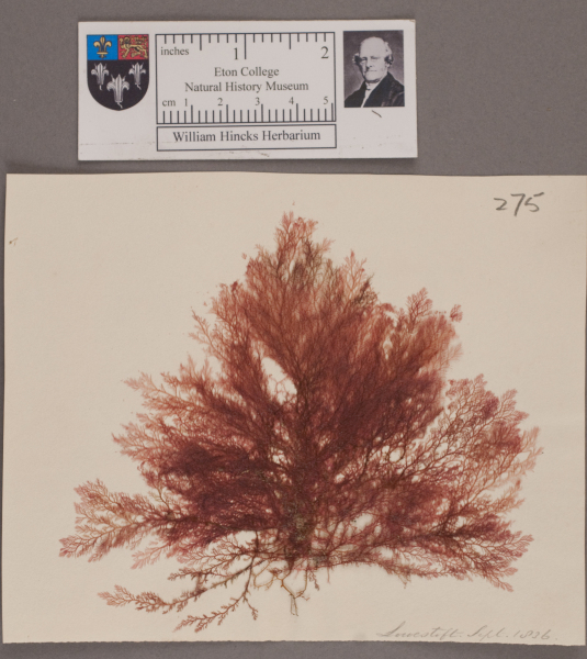 NHM_HH_1.275-2010 image NHM_HH_1.275-2010