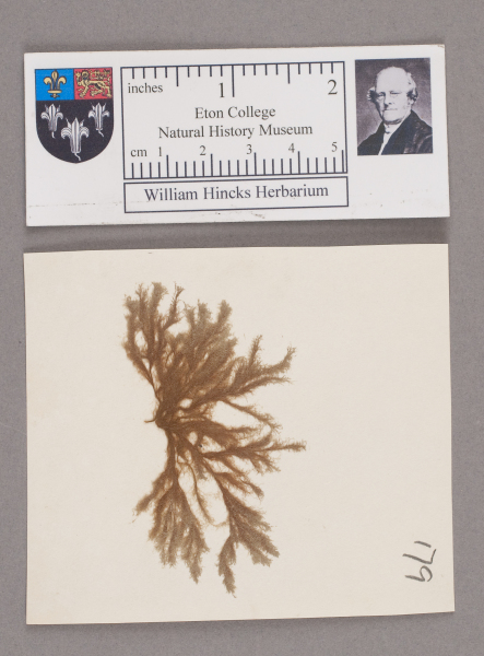 NHM_HH_1.179-2010 image NHM_HH_1.179-2010